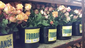 Roses for the Torrance Rose Float 2016 - photo by c.gilles