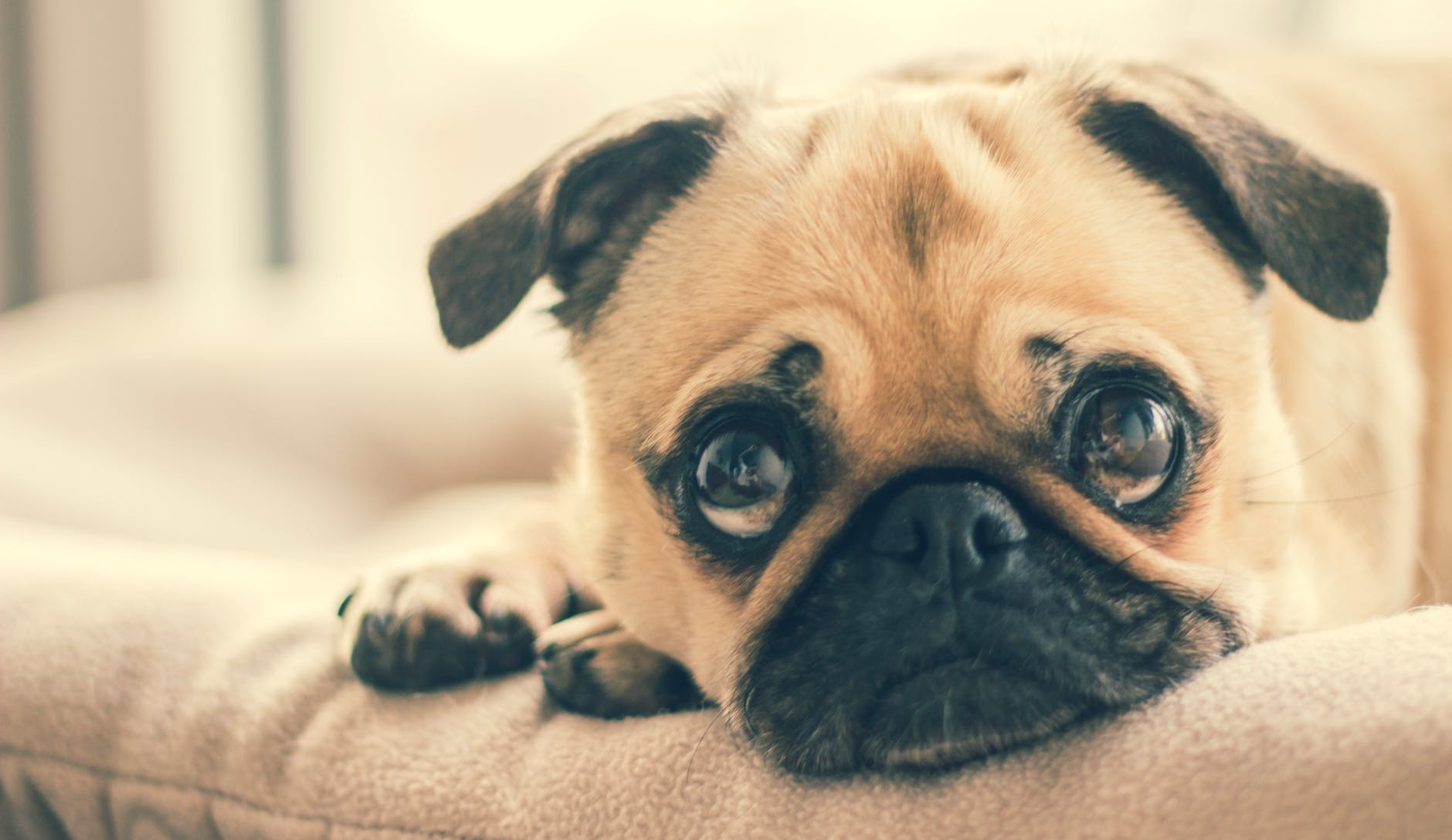 Tips for Buying or Selling a Home with Pets