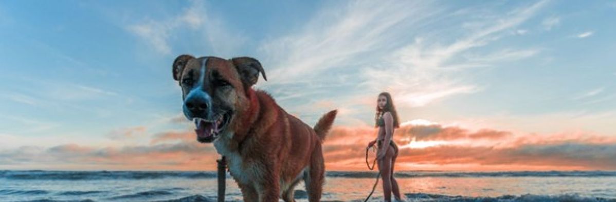 12 Resources to Settle into a New City with Your Pet