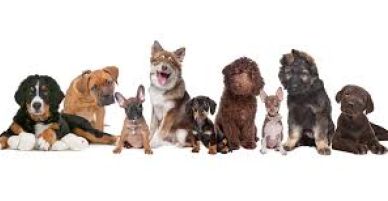 Key Tips for First-Time Pet Owners